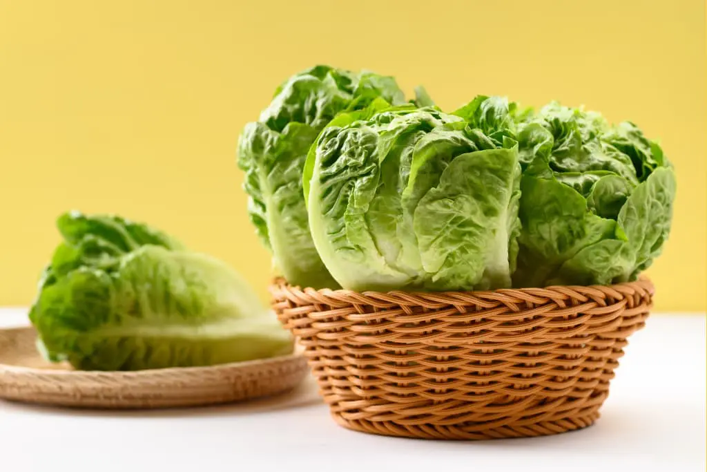 Sur fond jaune une laitue posée dans un panier et une autre sur une assiette