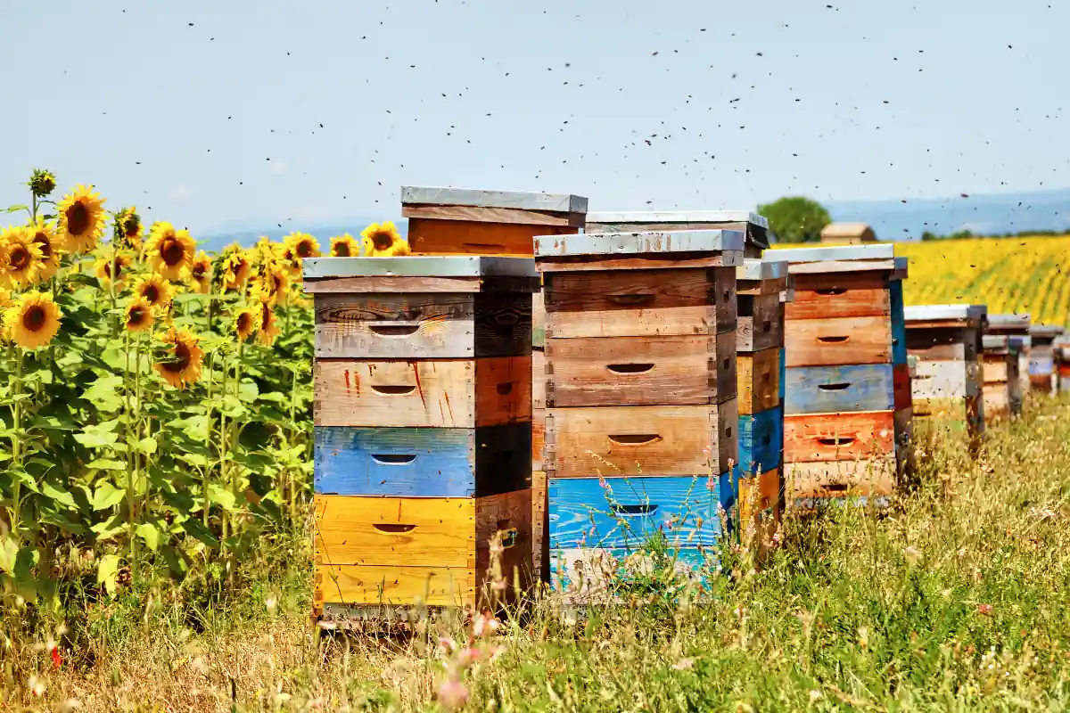 Ruches multicolores dans un champ de tournesols